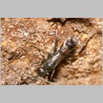 Dipogon subintermedius - Wegwespe 01a 7mm - Sandgrube Niedringhaussee.jpg